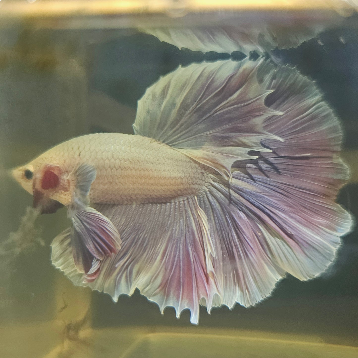 Dark Color Rosetail Halfmoon Betta 2605B45
