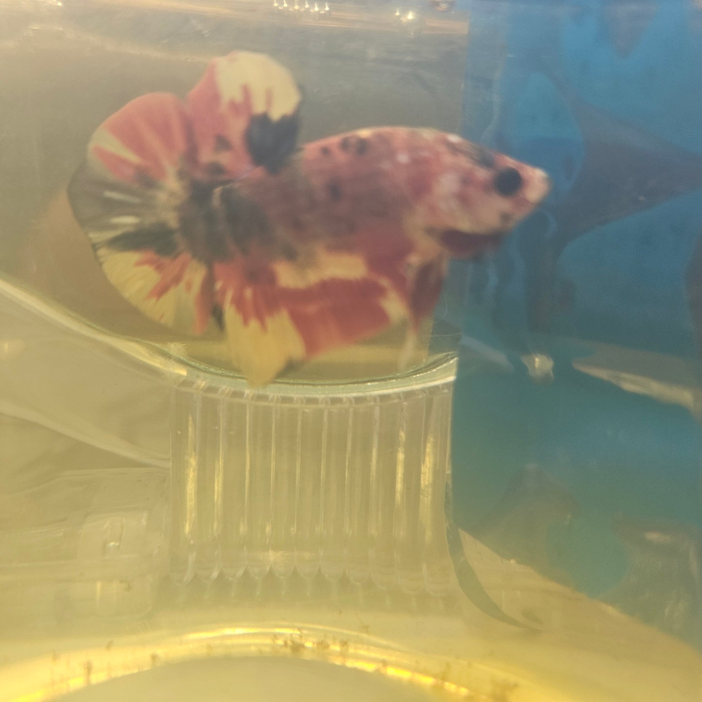 RED GALAXY CANDY HMPK/红星河糖果251127