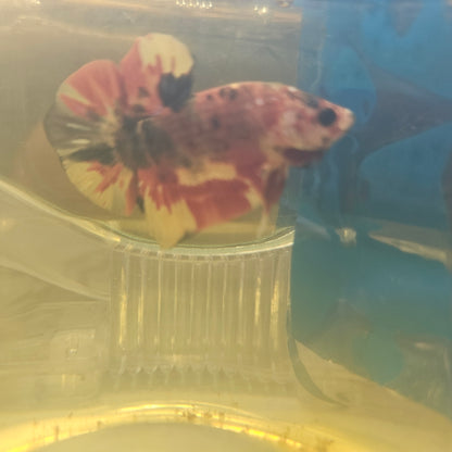 RED GALAXY CANDY HMPK/红星河糖果251127