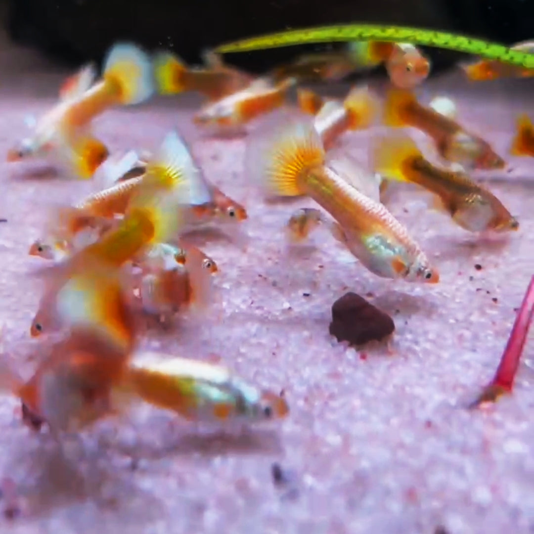 GOLD GUPPY (UNA COPPIA)/黄金孔雀鱼一对