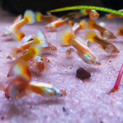 GOLD GUPPY (UNA COPPIA)/黄金孔雀鱼一对