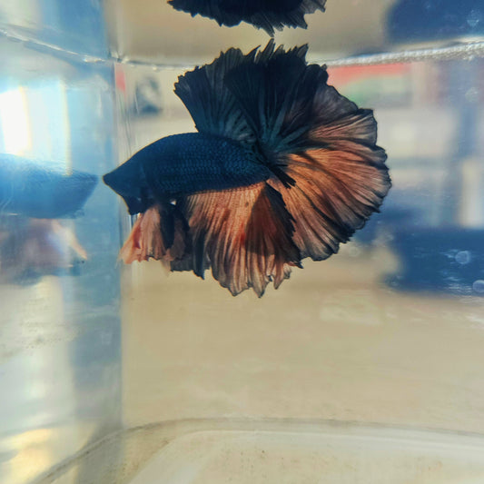DARK COLOR SPECIAL TAIL HALFMOON BETTA 260910 premium Betta Fish
