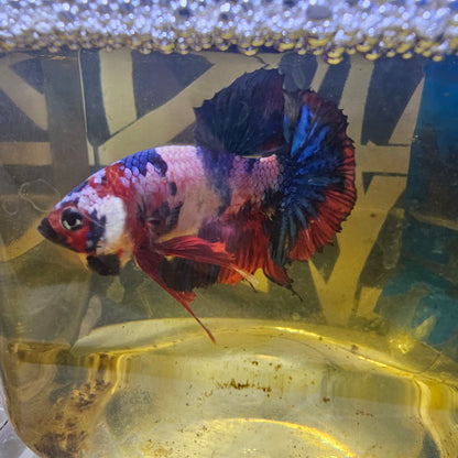 CANDY GALAXY HMPK /星河糖果将军251250