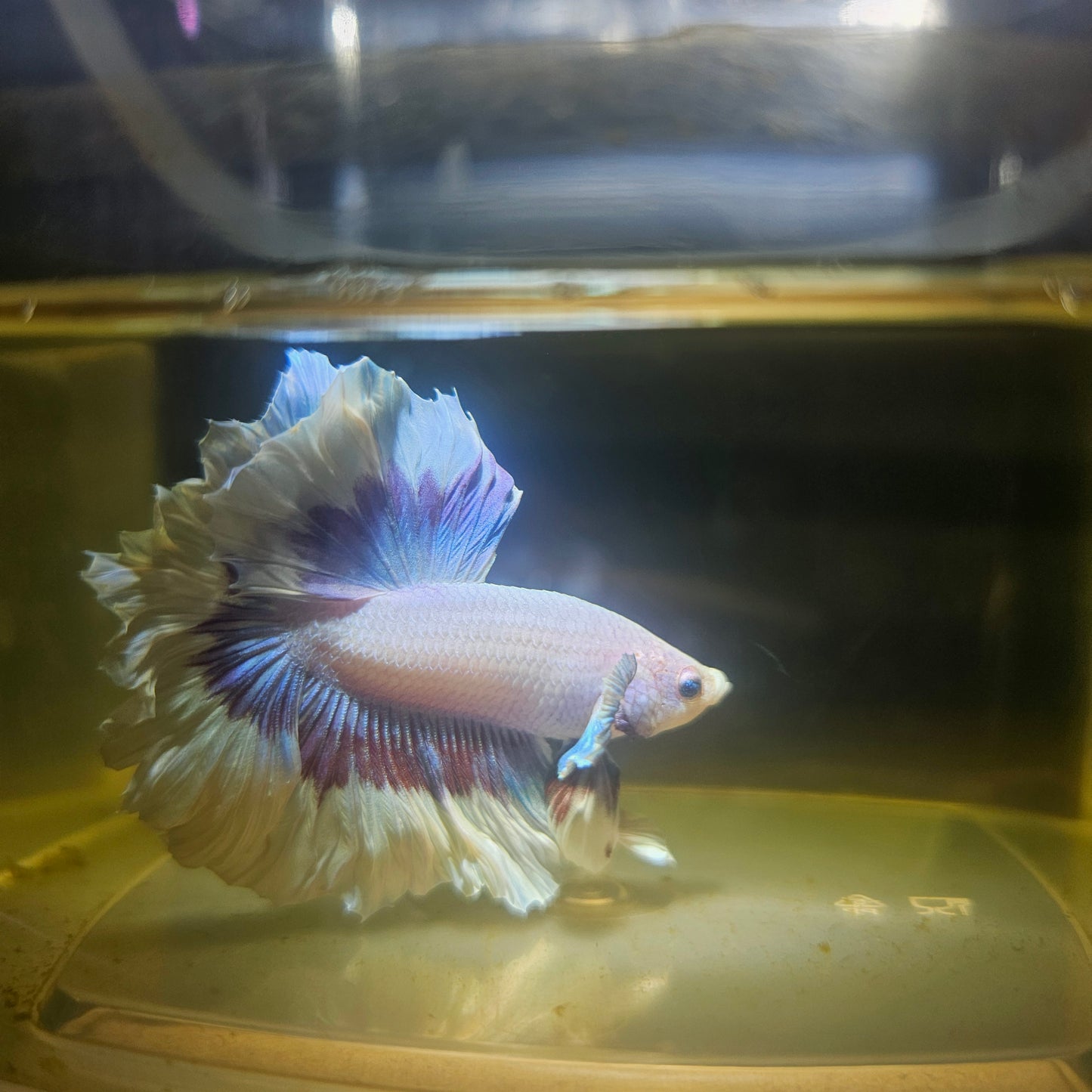 Purple White Feathertail Halfmoon Betta 2605A34