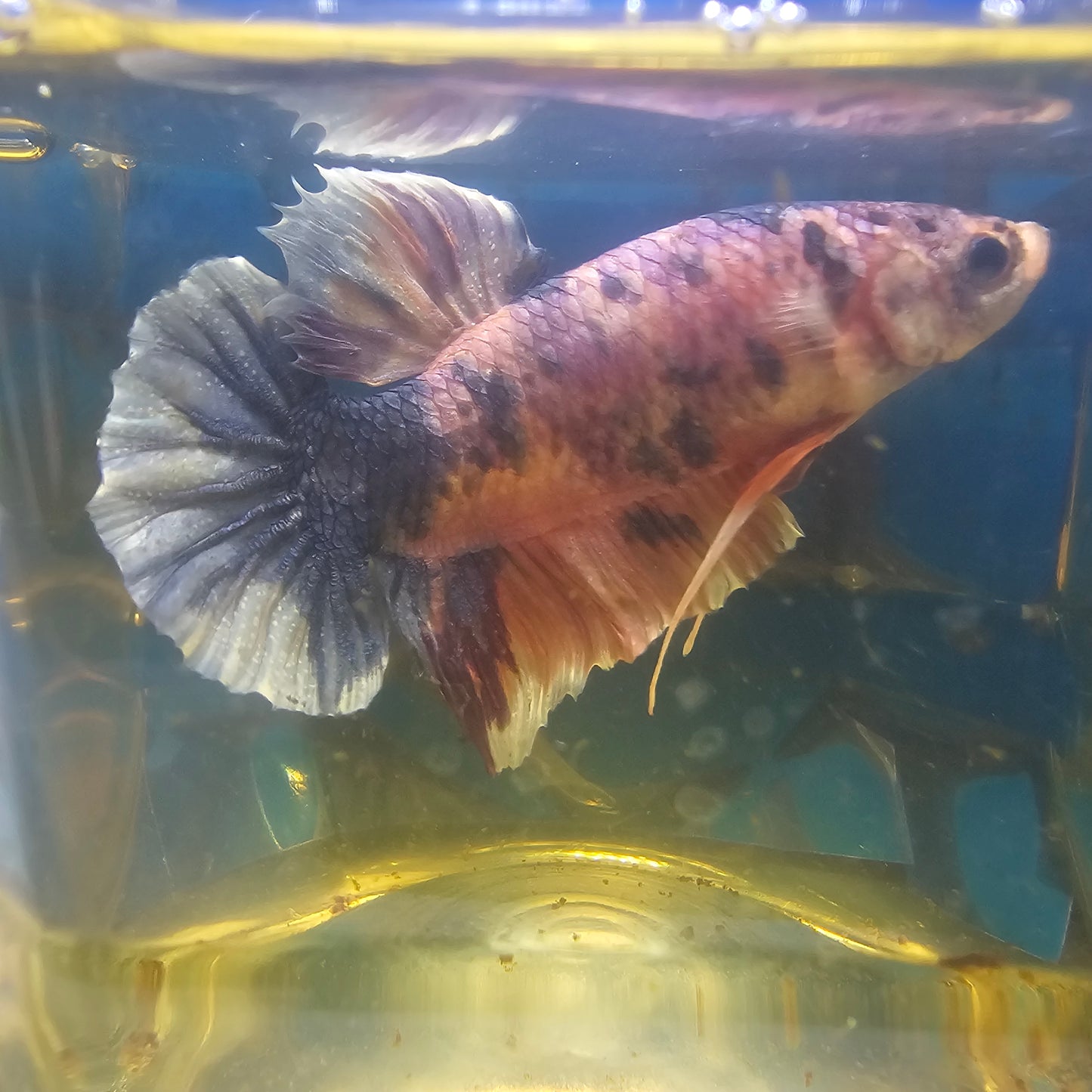 CANDY GIANT 7+/8CM 糖果巨斗251235