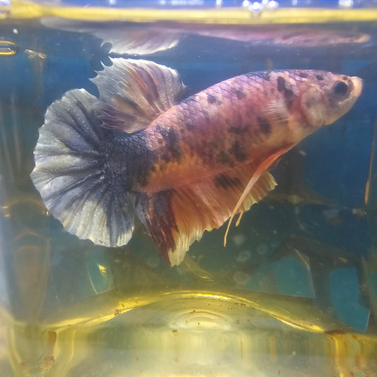 CANDY GIANT 7+/8CM 糖果巨斗251235