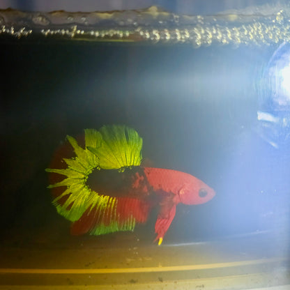 HELL BOY BETTA 260448