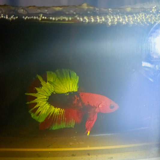 HELL BOY BETTA 260448