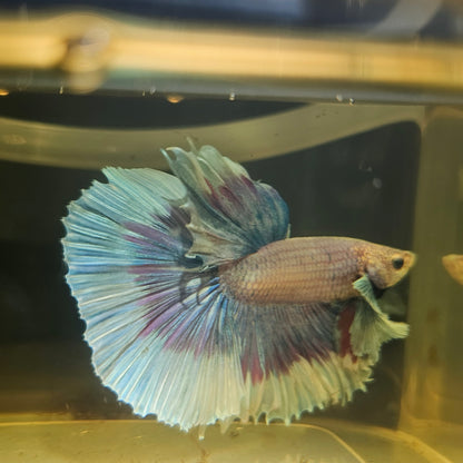 Purple White Rosetail Dumbo Halfmoon Betta(OHM) 2605B46