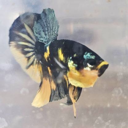 YELLOW BLACK COPPER BETTA(MALE) 260905