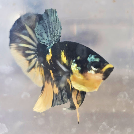 YELLOW BLACK COPPER BETTA(MALE) 260905 premium Betta Fish detail