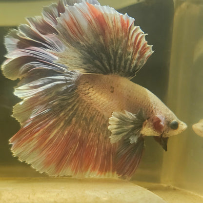 Dark Color Rosetail Halfmoon Dumbo Betta(OHM)2605A35