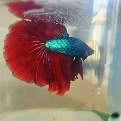 DARK COLOR SPECIAL TAIL HALFMOON BETTA 260932