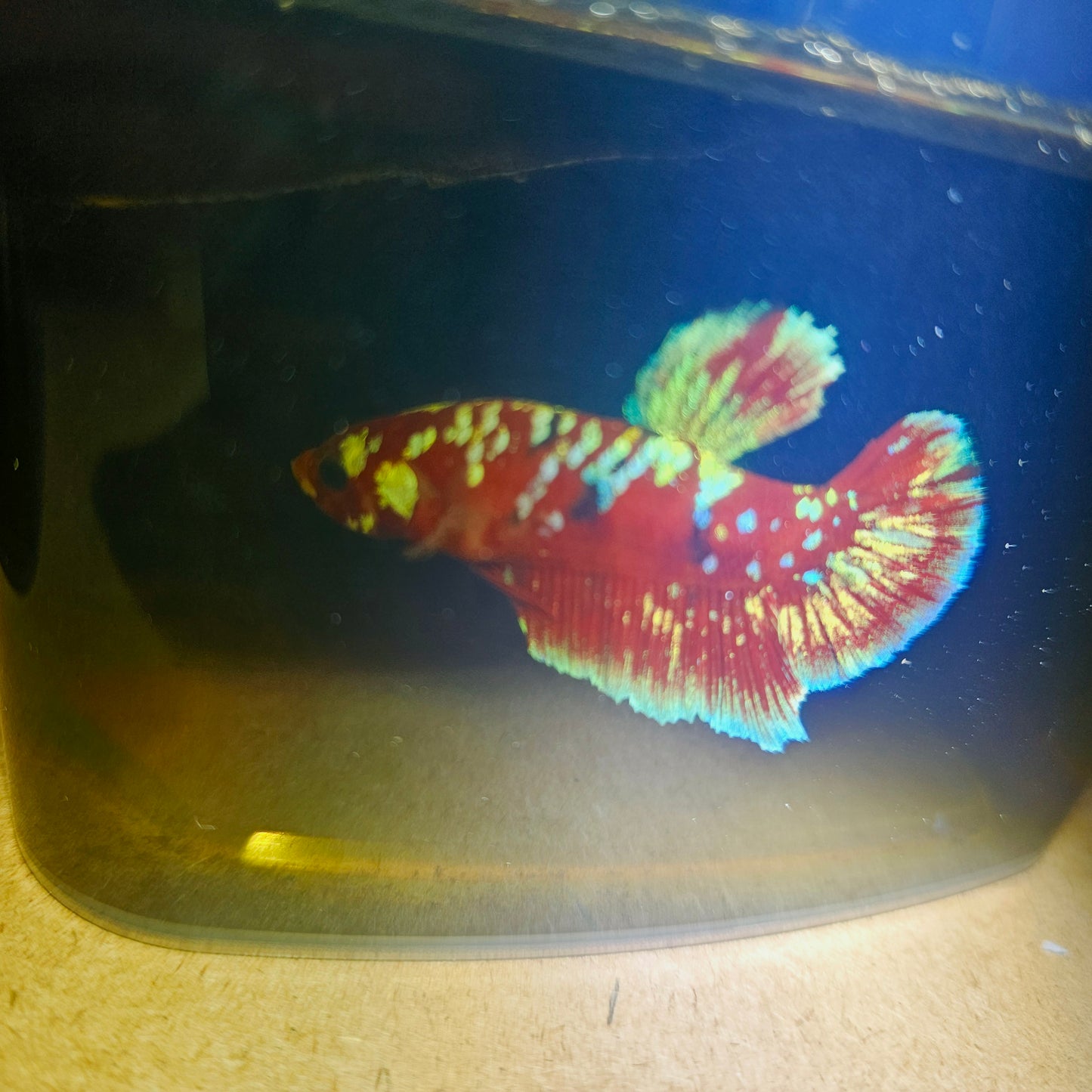 BARONGSAI BETTA 260489