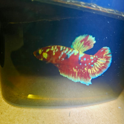 BARONGSAI BETTA 260489