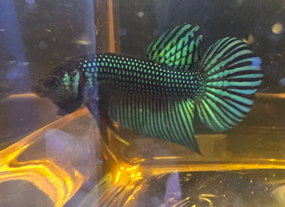 MAHACHAI WILD BETTA 01 (CODA CHITARRA)