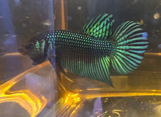 MAHACHAI WILD BETTA 01 (CODA CHITARRA)