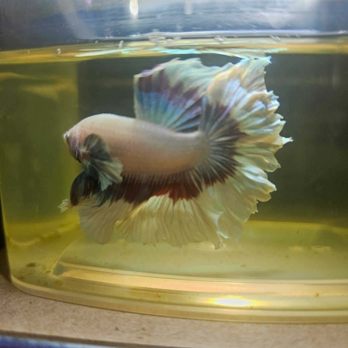 Purple White Feathertail Halfmoon Betta 2605A34