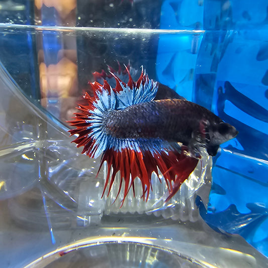 RED MASKOT CTPK 250992