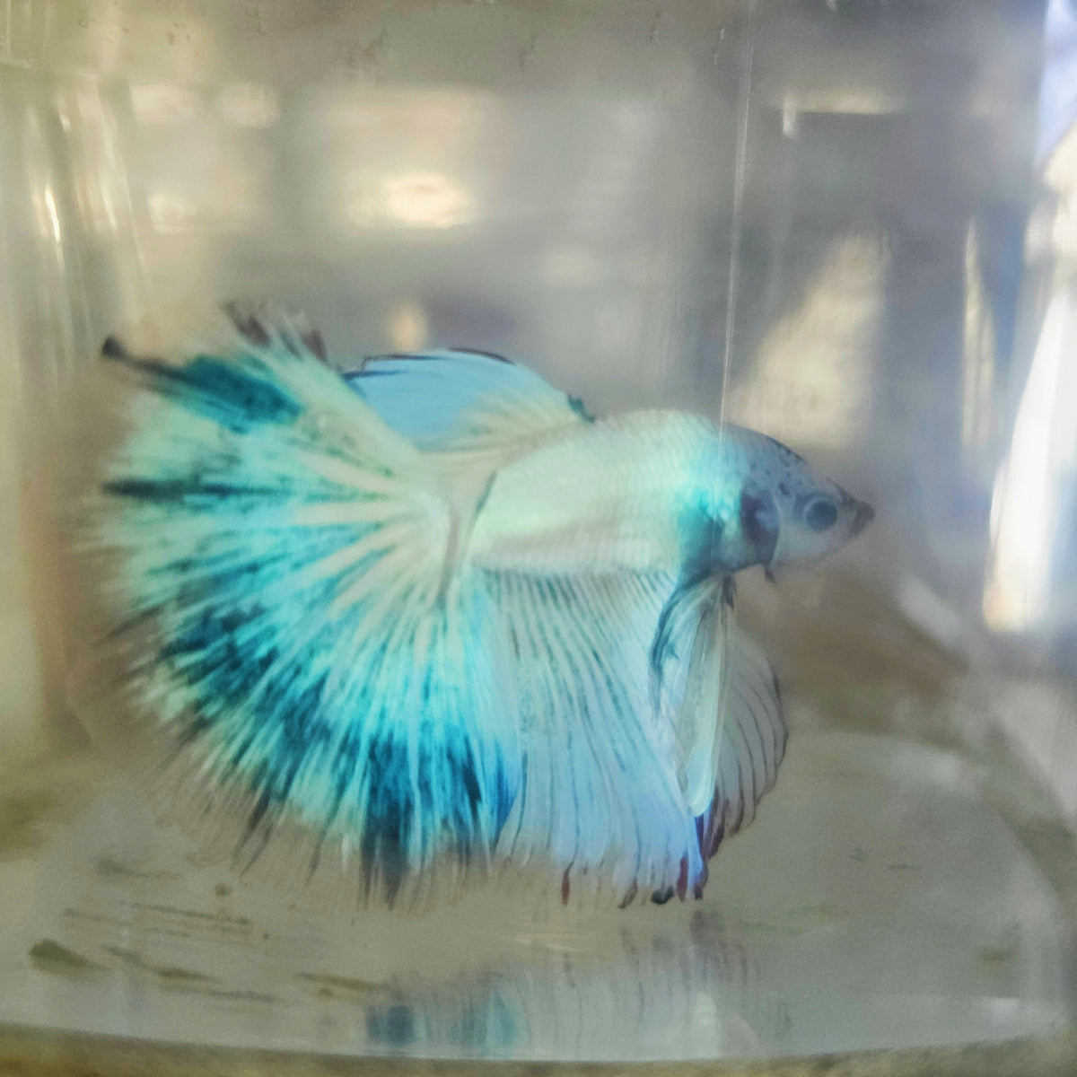 LIGHT COLOR SPECIAL TAIL HALFMOON BETTA 290631