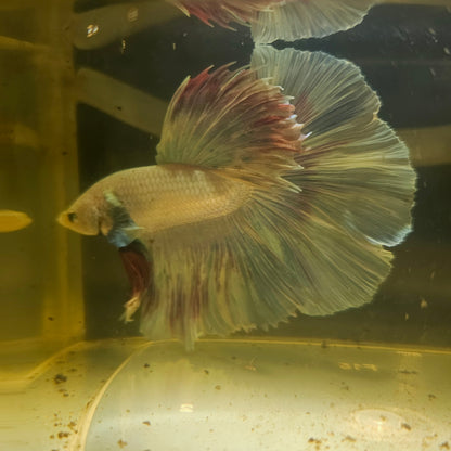 Light Color Dumbo Rosetail Dumbo Halfmoon Betta(OHM) 2605B57