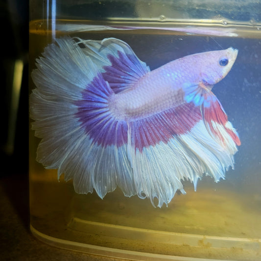 Purple White Feathertail Halfmoon Betta 2605A63