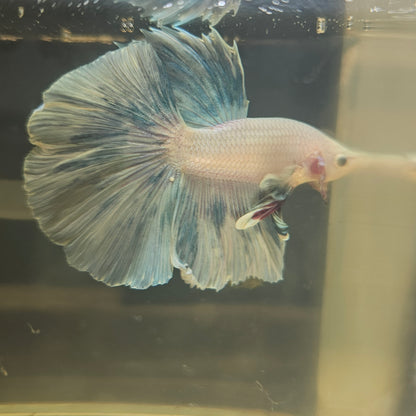 Light Color Rosetail Halfmoon Betta 2605A50