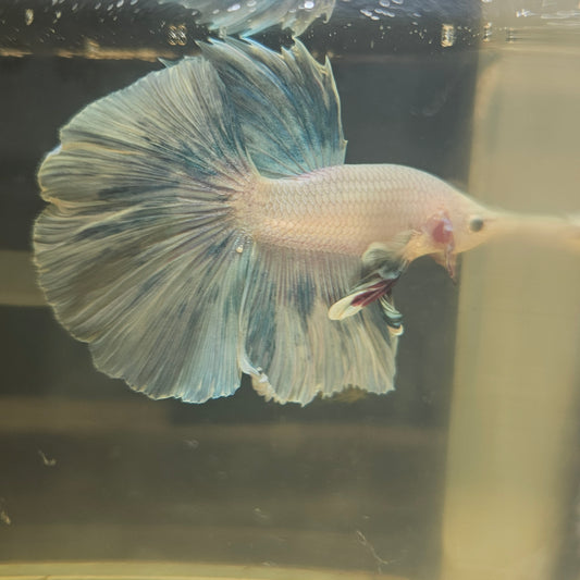 Light Color Rosetail Halfmoon Betta 2605A50