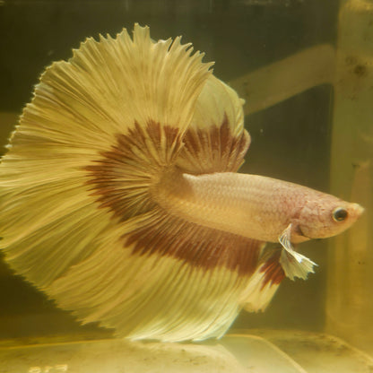 Purple White Rosetail Halfmoon Betta(OHM)2605A18
