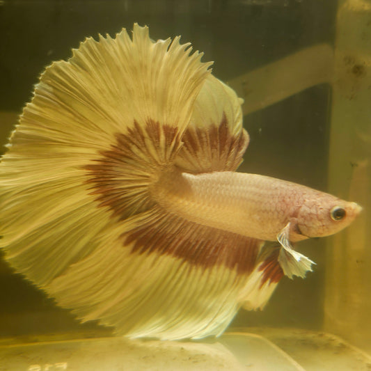 Purple White Rosetail Halfmoon Betta(OHM)2605A18