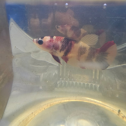 NEMO CANDY FEMMINA/彩虹糖果种母251276