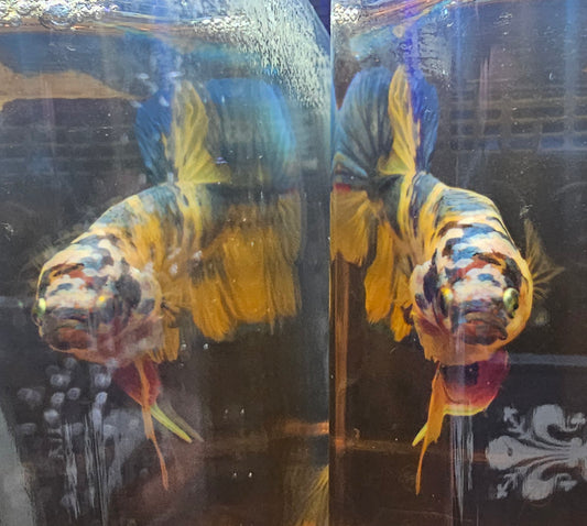 YELLOW CANDY (L+) 0522