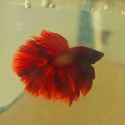 SOLID COLOR SPECIAL TAIL HALFMOON BETTA 260929