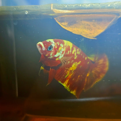 BARONGSAI BETTA 260440
