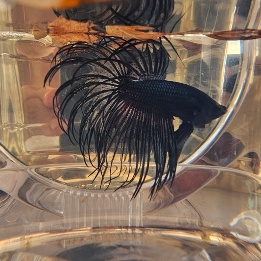 CT BLACK (L)250721