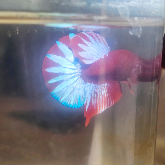 PAIR STAR TAIL HELL BOY BETTA 260902 premium Betta Fish detail