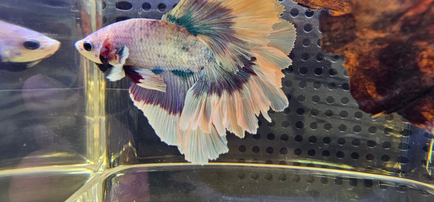 FEATHER TAIL HALFMOON (APACHE) VIOLA 0616