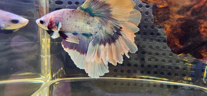 FEATHER TAIL HALFMOON (APACHE) VIOLA 0616