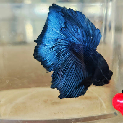 SOLID COLOR SPECIAL TAIL HALFMOON BETTA 260907