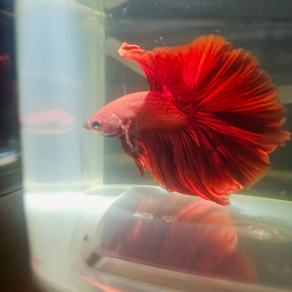 Giant Full Red Rosetail Halfmoon Betta(OHM) 2605A27