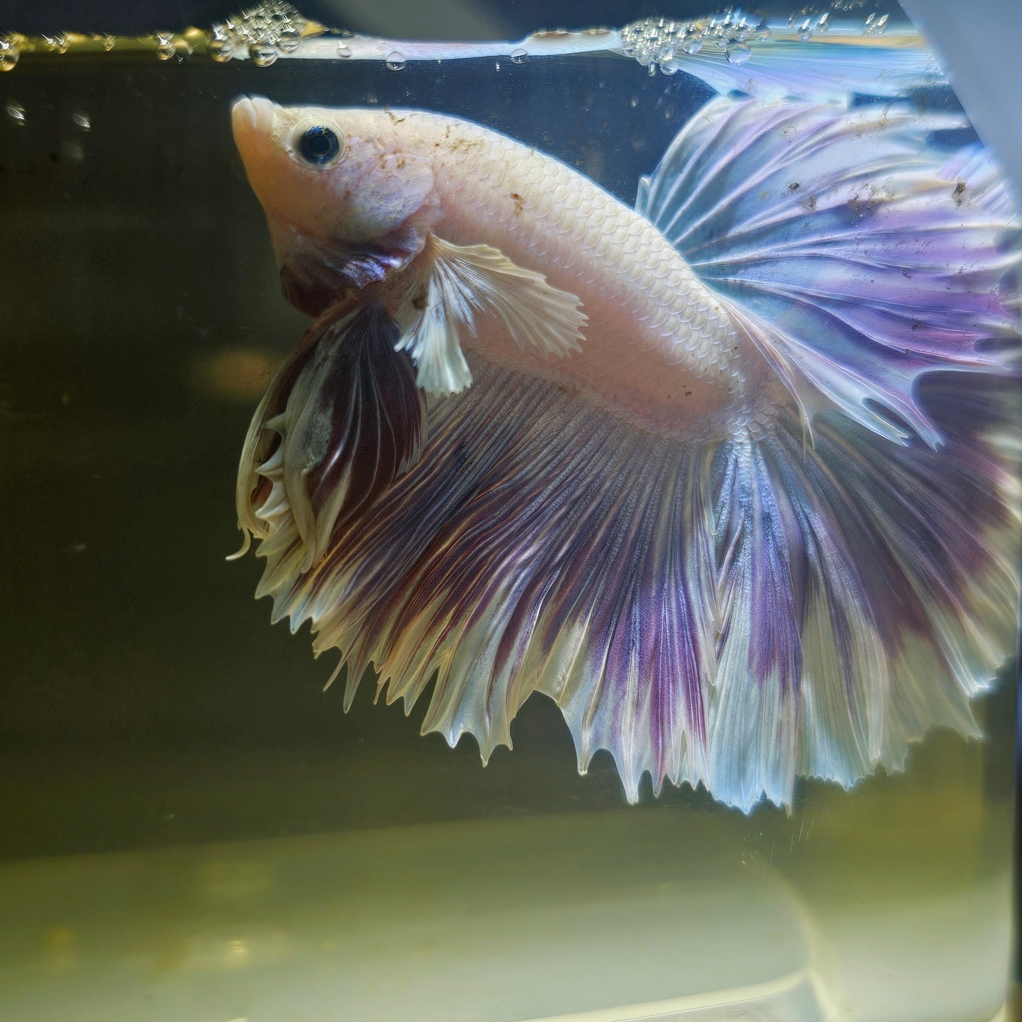 Purple White Rosetail Dumbo Halfmoon Betta(OHM)2605A14