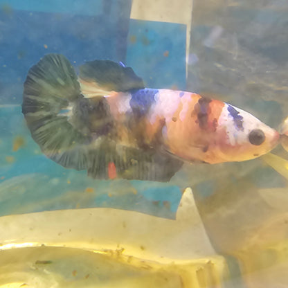 FULL COLOR KOI CANDY (BREEDING GRADE）/满色锦鲤糖果种母251169