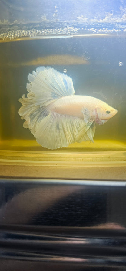 Light Color Dumbo Rosetail Halfmoon Betta 2605A02