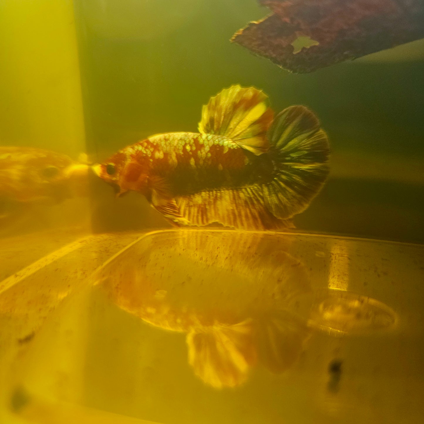 BARONGSAI BETTA 260426