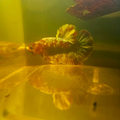 BARONGSAI BETTA 260426
