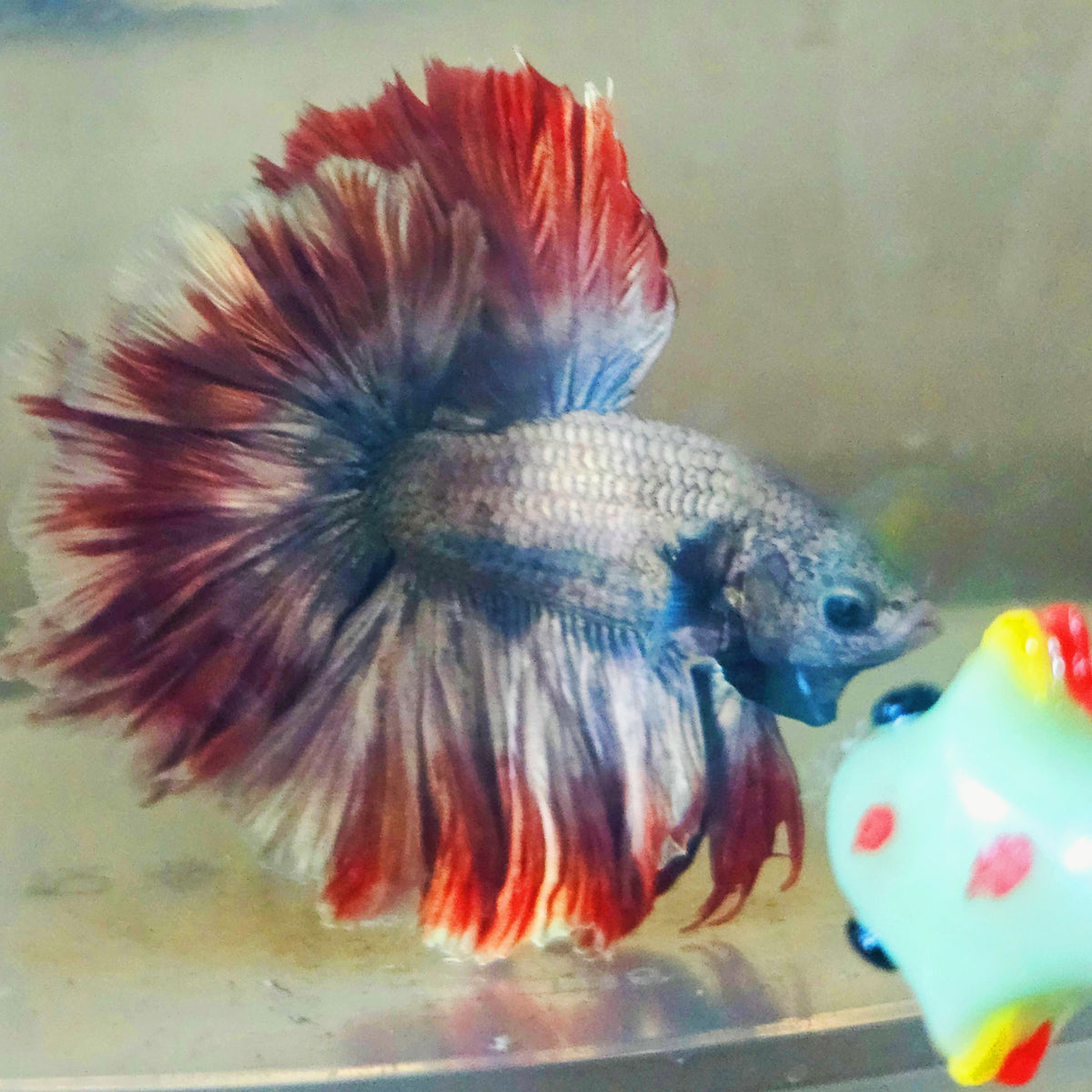 DARK COPPER COLOR SPECIAL TAIL HALFMOON BETTA 260924 premium Betta Fish