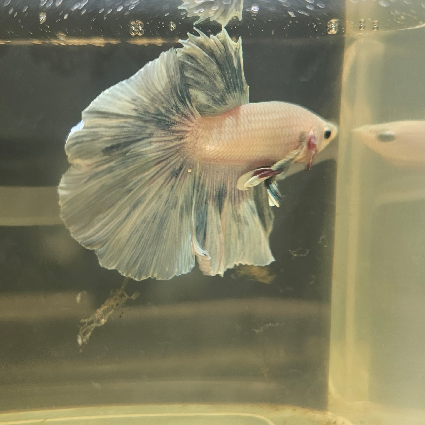 Light Color Rosetail Halfmoon Betta 2605A50