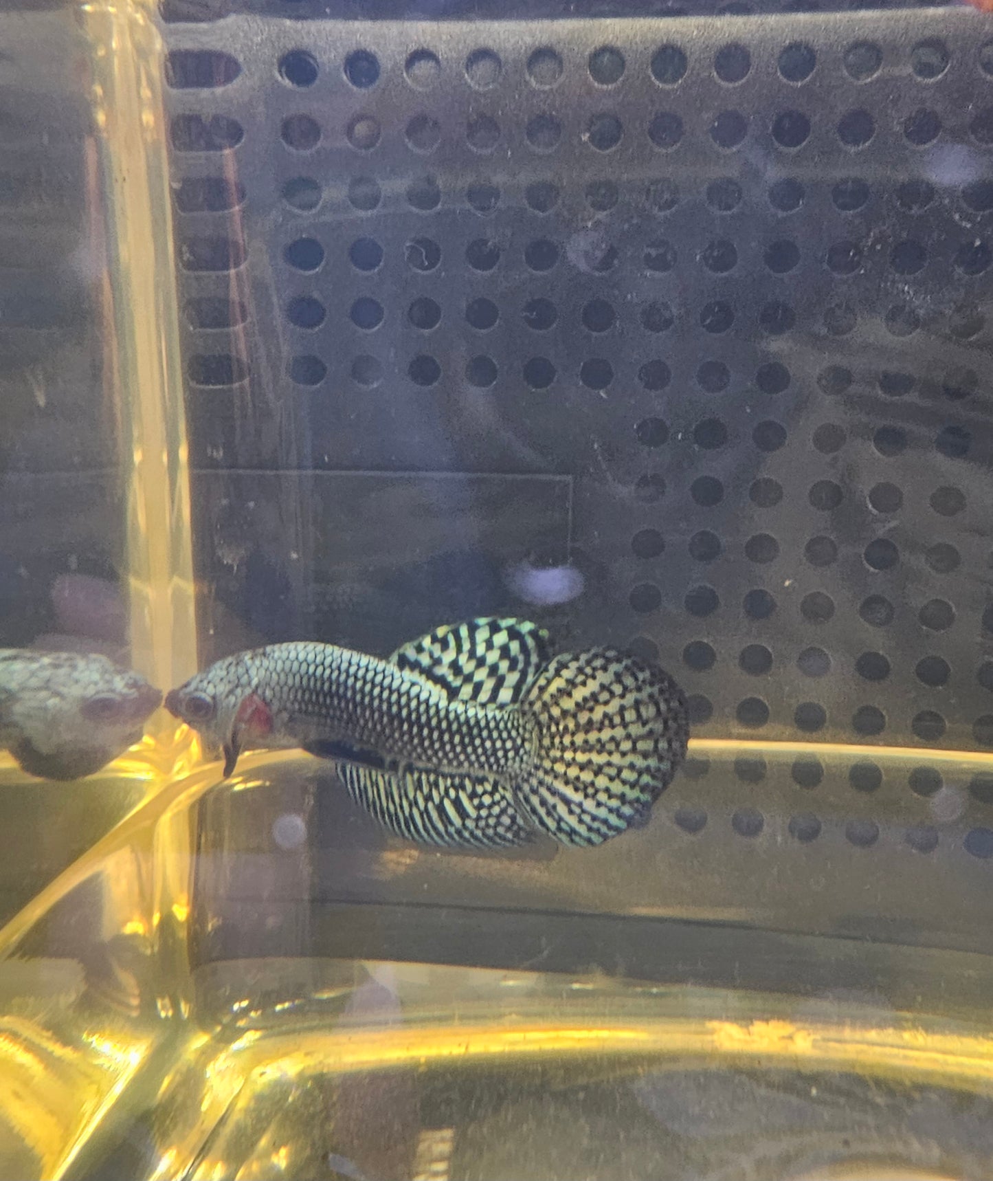 WILD BETTA ALIEN GRIGIO FERRO  CODA CHITARRA 0627