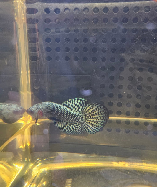 WILD BETTA ALIEN GRIGIO FERRO  CODA CHITARRA 0627