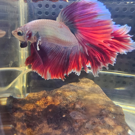 ROSE TAIL HALFMOON (OHM) LAMPONE 0650